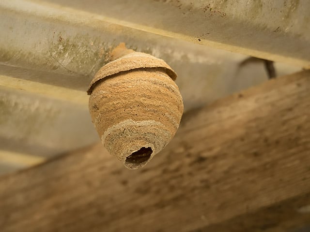 Nid primaiure frelon asiatique