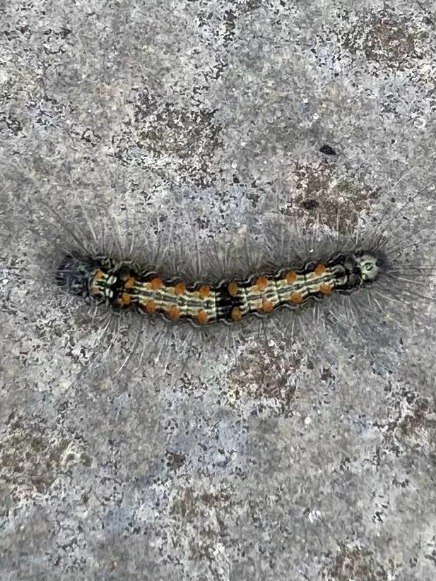 Chenille Lithosie quadrille